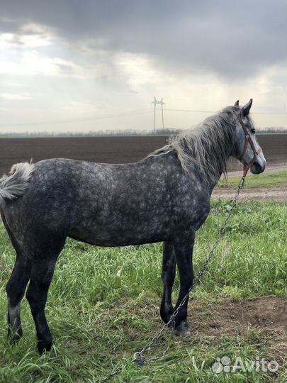 Орловская кобыла