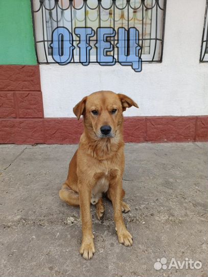 Щенки метисы