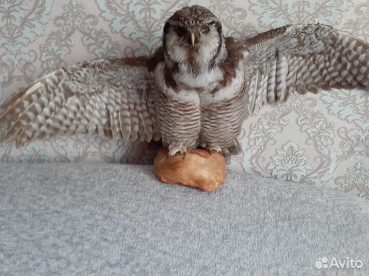 Чучела животных