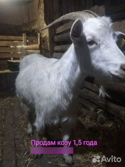 Коза не доится