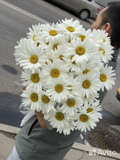 Ромашка крупная