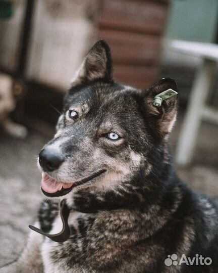 Собака Вьюга в добрые руки