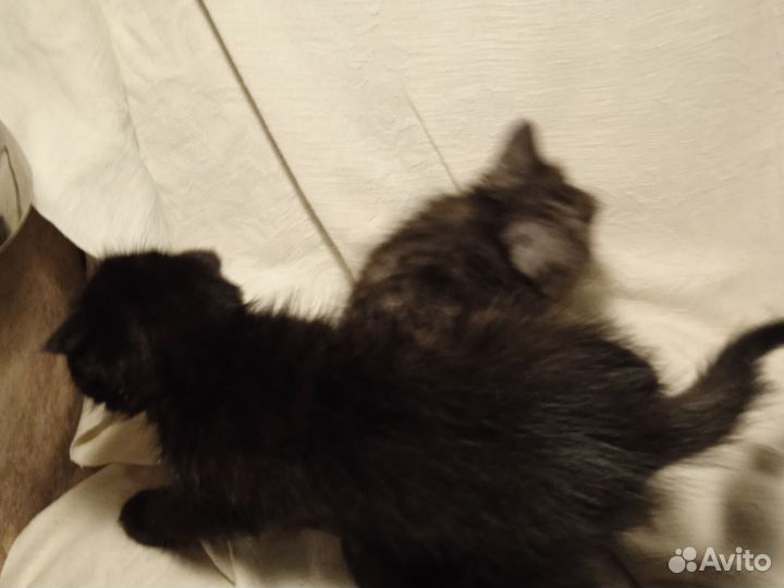 Котята экзоты