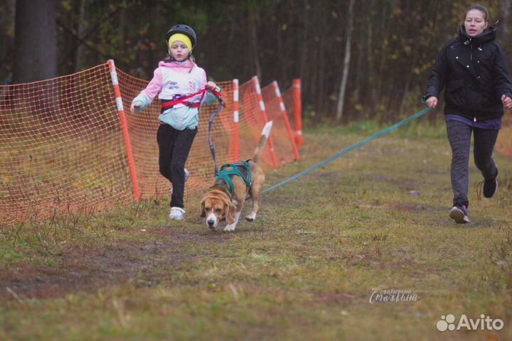 Кинологический и ездовой sport