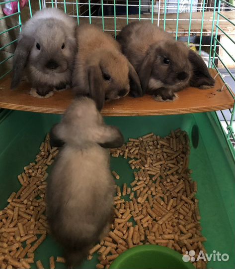 Карликовые вислоухие крольчата
