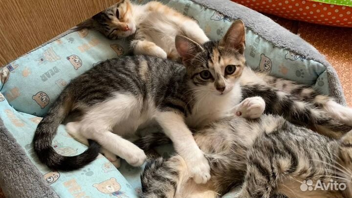 Котята 2-3 мес