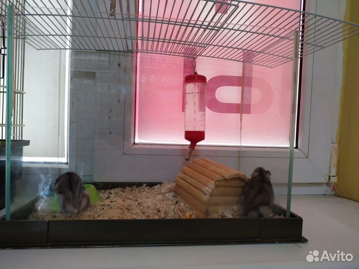 Аквариум + хомячок