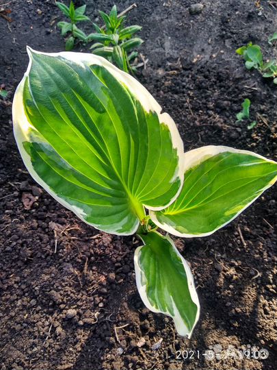 Хоста в ассортименте