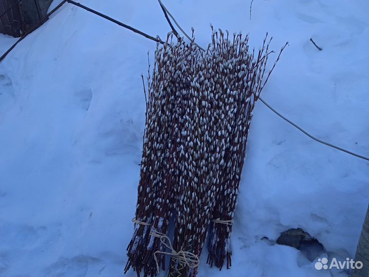 Вербу продам