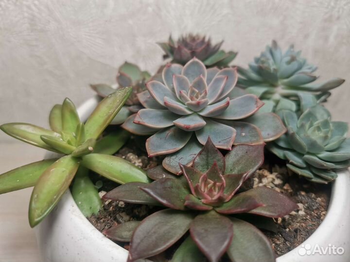 Суккуленты