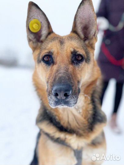 Овчарка из приюта в дар