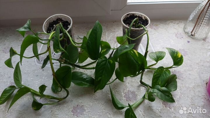 Сциндапсус