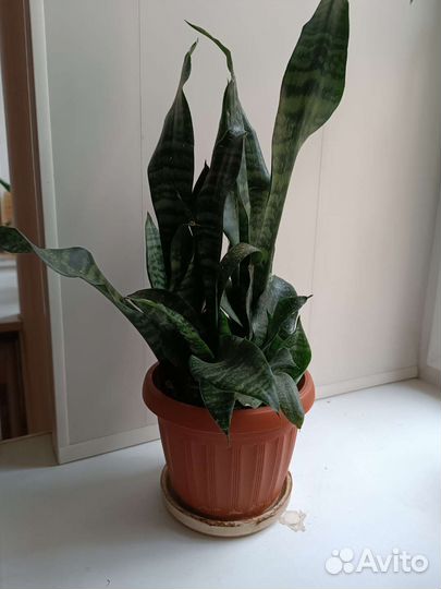 Сансевиерия