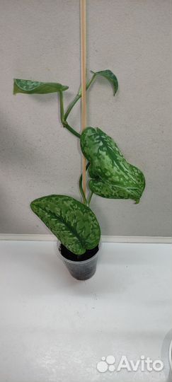 Сциндапсусы