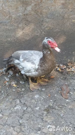 Мускусные утки