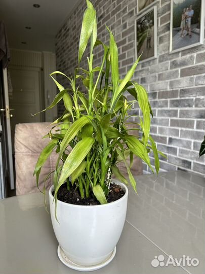 Комнатные растения