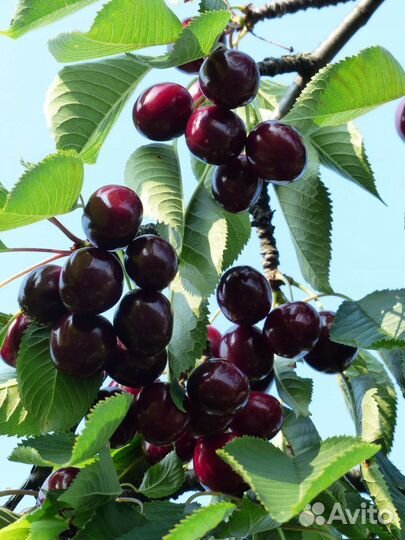 Саженцы вишни