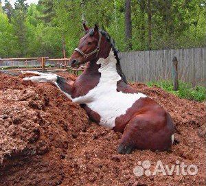 Конский навоз