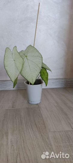 Каладиум Moonlight