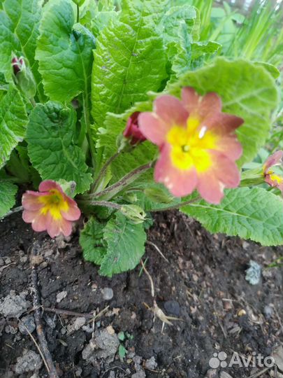 Примулы садовые многолетние первоцветы