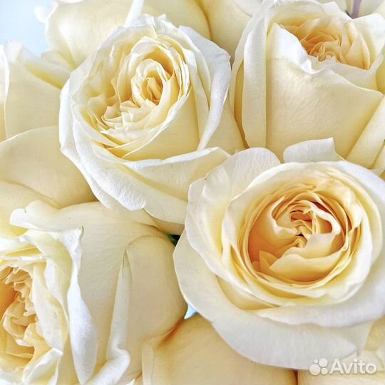 Букет из 21 кремовой пионовидной розы «Кэндллайт»