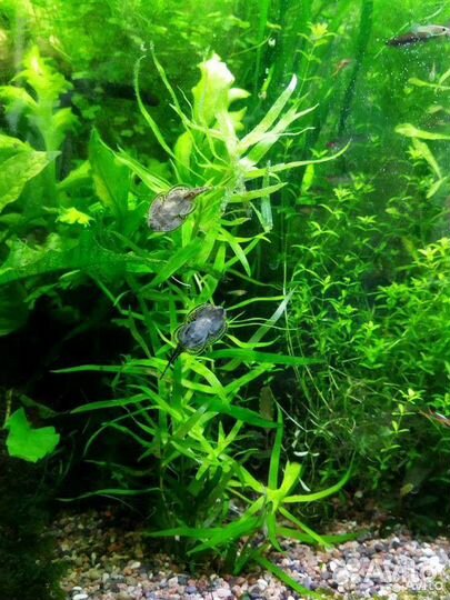 Неприхотливые растения для аквариума