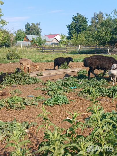 Продам овец