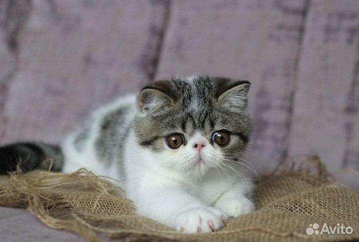 Экзотические котята. Котик Экзот