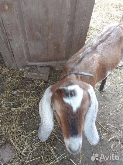 Нубийский козел