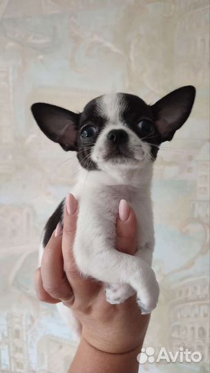 Чихуахуа мальчишки