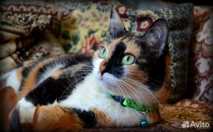 Очень общительная и контактная трехцветка в дом