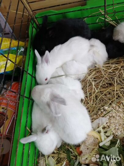 Кролики мясных пород