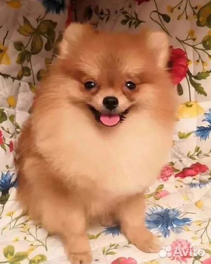 Вязка с титулованными кобелями из питомника