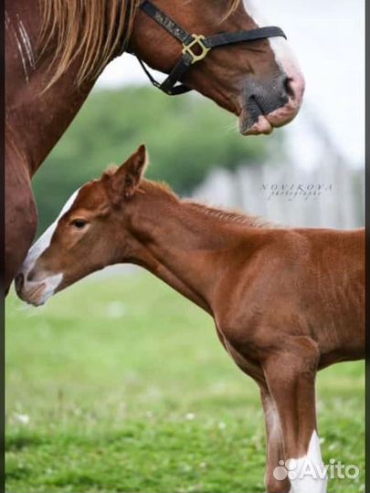 Конные прогулки
