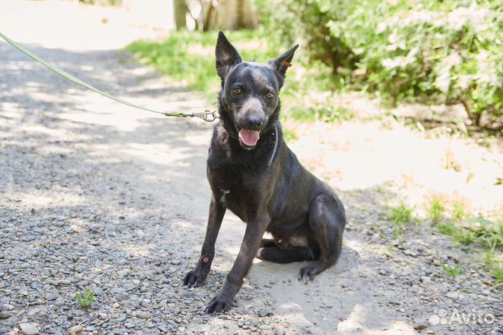 Чёрный Мустанг ищет дом