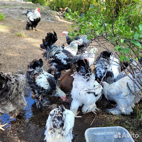 Петухи Брама молодые