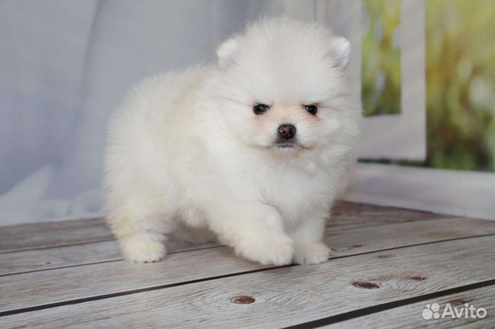 Померанский шпиц mini мальчики
