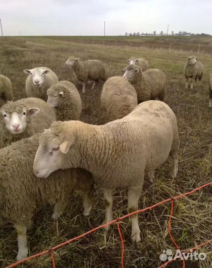 Овцы бараны ягнята