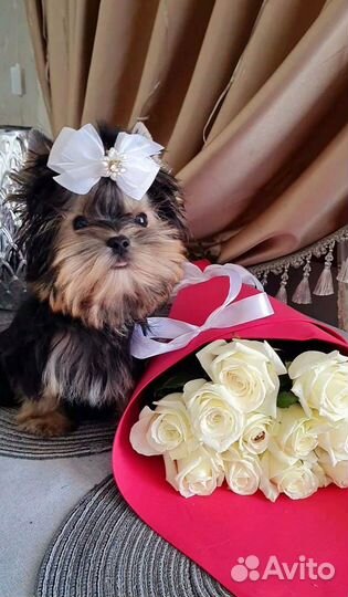 Микро мини йорк мальчик