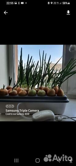 Гидропоника