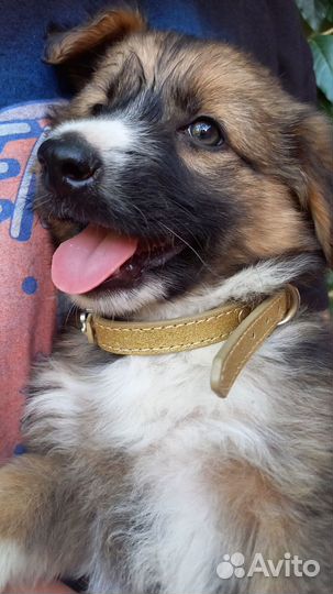 Щенок-мальчик, 2 мес в дар