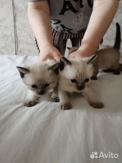 Котята тайские