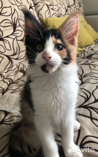 Разноглазые котята Мейн Кун