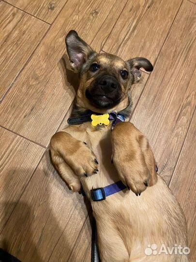 Чудесная девочка щенок