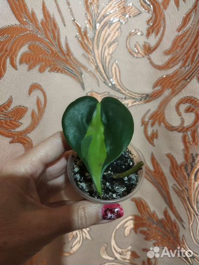 Сингониум, эппипремнум, бегония