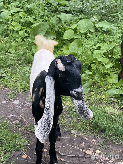 Козочки камори 75