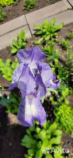 Ирисы бородатые
