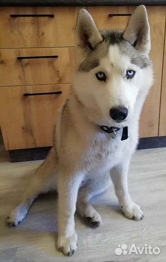 Сибирский хаски