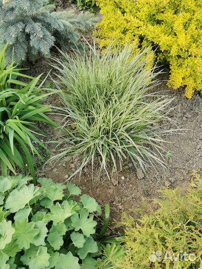 Вейник овердам