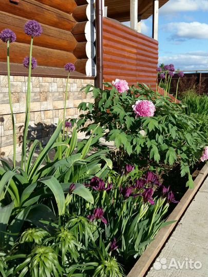 Цветы для дачи